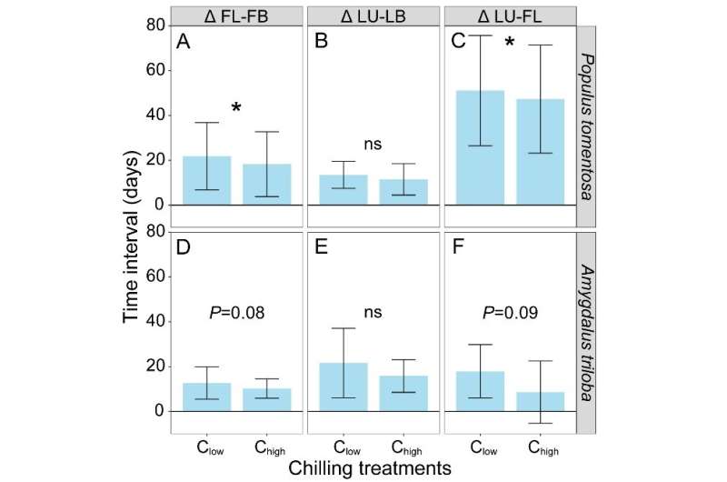 The timing of warm period determines the time interval between flowering and leaf unfolding