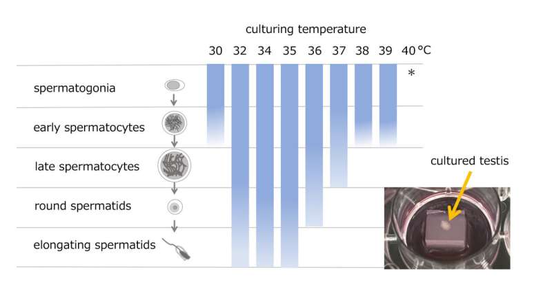 Shedding light on spermatogenesis failure caused by testicular warming