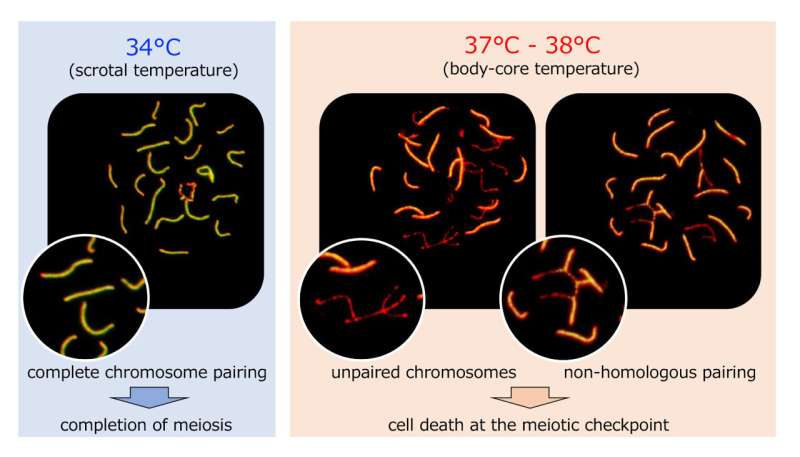 Shedding light on spermatogenesis failure caused by testicular warming