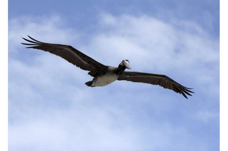 California investigating sick and dying brown pelicans