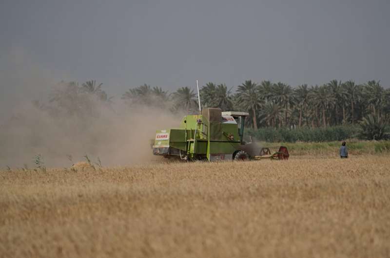 Severe water shortages strain wheat harvest in Iraq