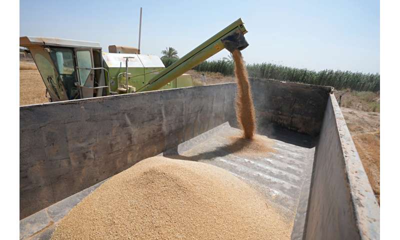 Severe water shortages strain wheat harvest in Iraq