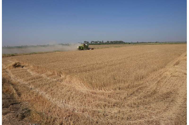 Severe water shortages strain wheat harvest in Iraq