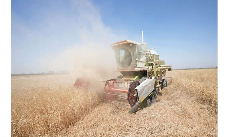 Severe water shortages strain wheat harvest in Iraq