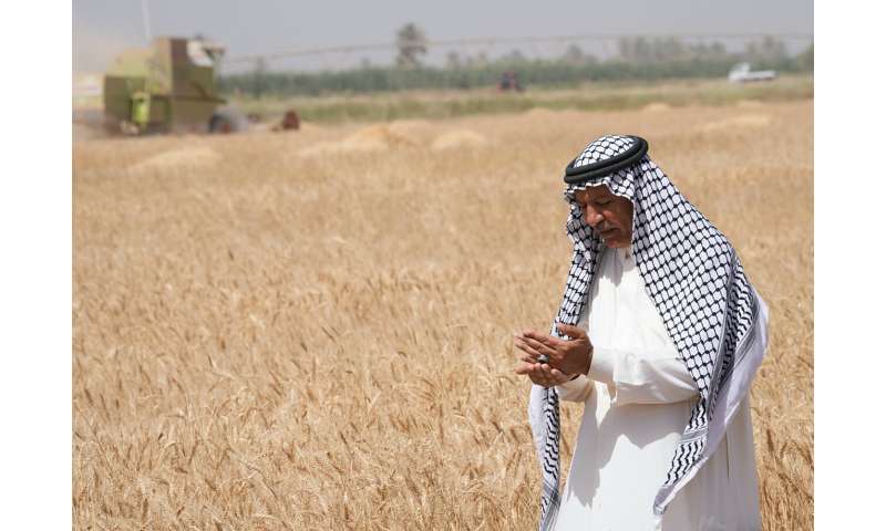 Severe water shortages strain wheat harvest in Iraq