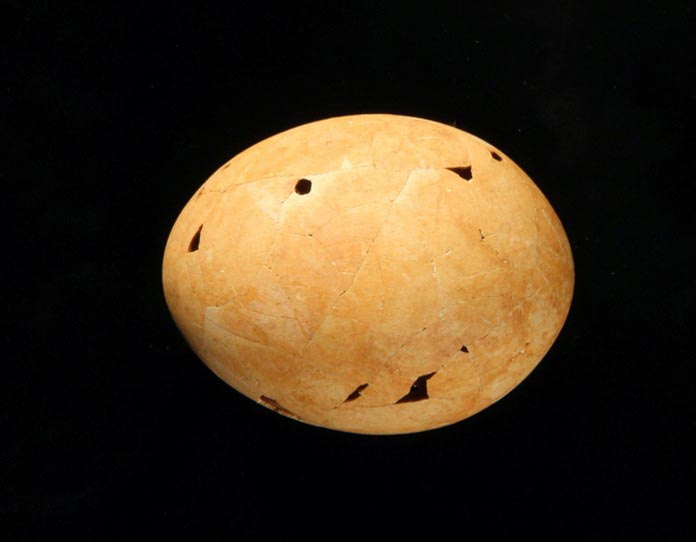 Controversial Prehistoric Egg Identified To Be the Last of the “Demon Ducks of Doom”