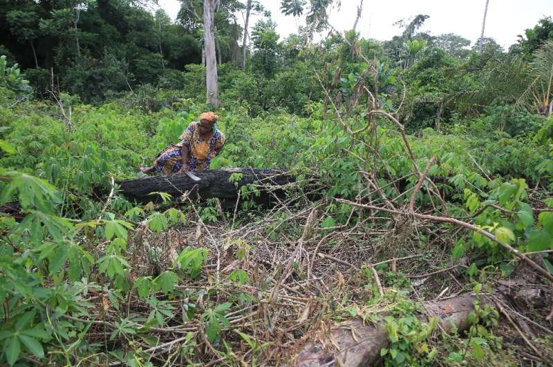 Conflict: Elephants have ravaged crops planted in a field near the village of Baposso