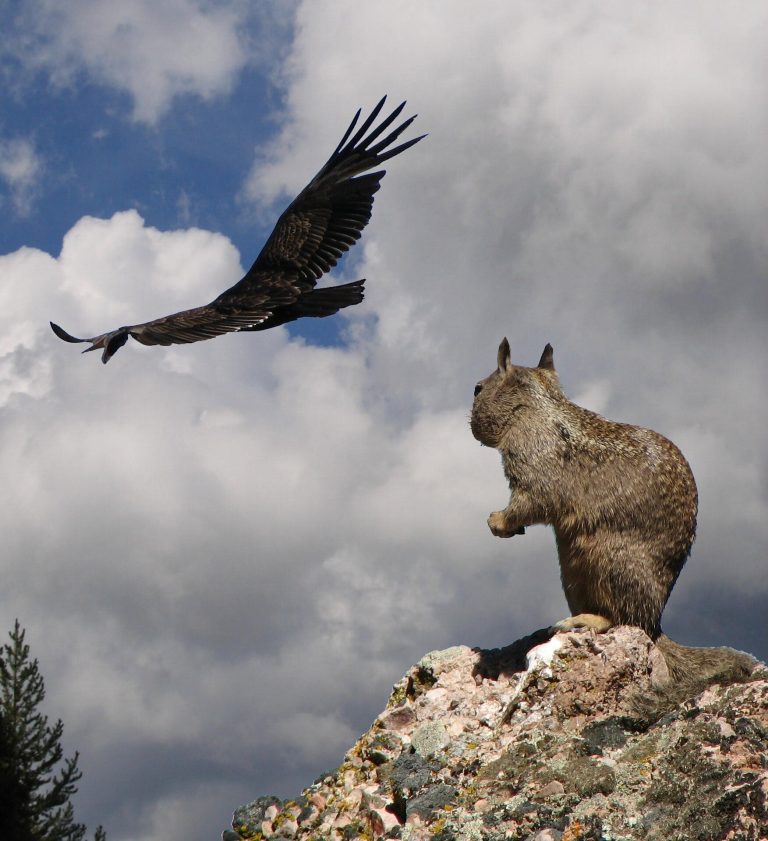 One of the last California condors in Zion National Park dies from lead poisoning