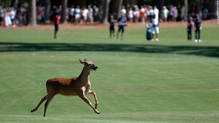 RBC Heritage: Deer and alligator star at tournament