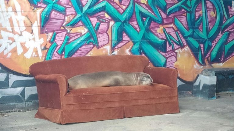 ‘Babysitting’ the next generation of New Zealand’s endangered sea lions