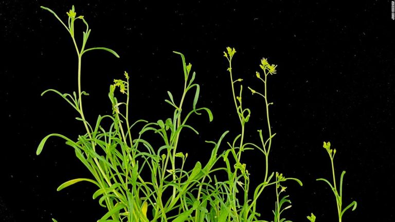 Meet an ‘extreme’ plant that thrives and grows faster under stress