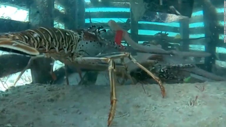 Watch a lobster in a trap fight an octopus