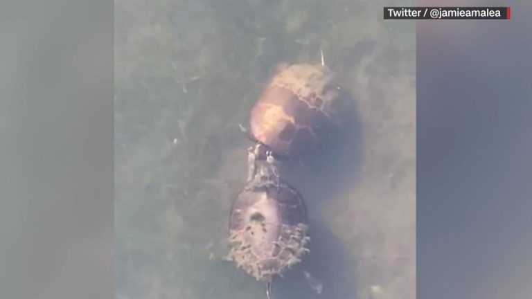 Watch hilarious turtle courting ritual