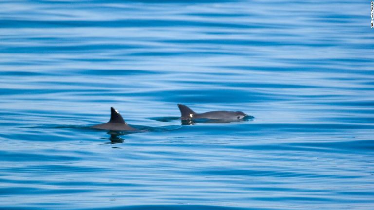 Only 10 vaquita porpoises are left, but hope remains for their survival