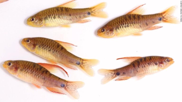 Newly discovered Amazonian fish are already threatened