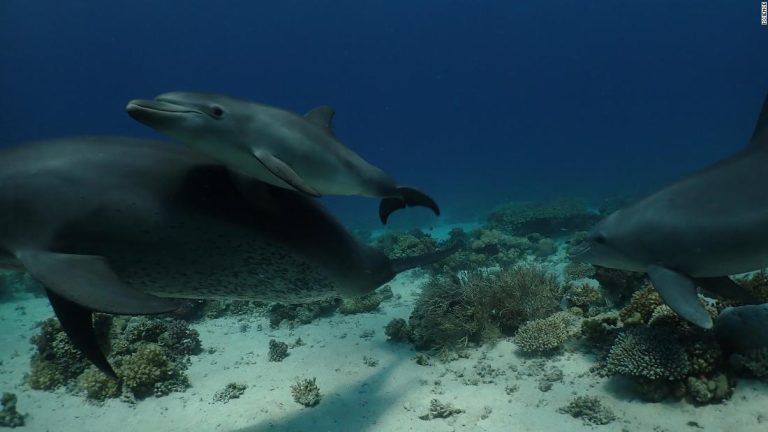 Dolphins use healing properties of coral, study suggests