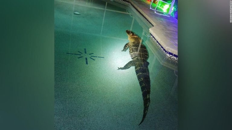 550-pound alligator goes for a dip in Florida family’s swimming pool