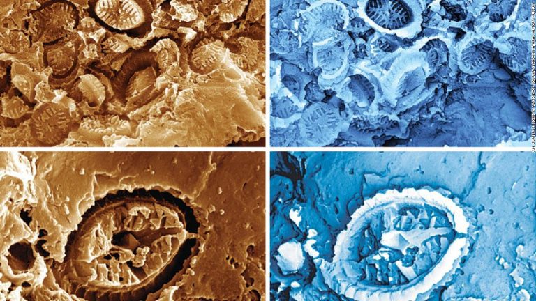 ‘Ghost’ fossils reveal tiny organisms that survived ancient ocean warming events