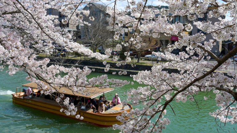 Human-induced climate crisis is making Japan’s cherry blossom bloom earlier