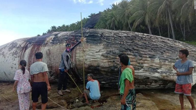 Dead sperm whale washes ashore in Philippines, following US and Israel deaths