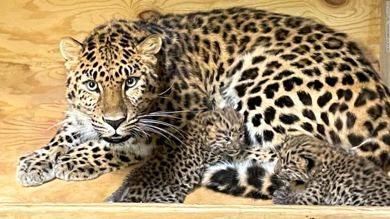 A litter of critically endangered Amur leopard cubs were born at the Saint Louis Zoo