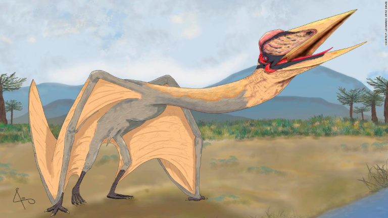 ‘Dragon of Death’ pterosaur is the largest pterosaur in South America