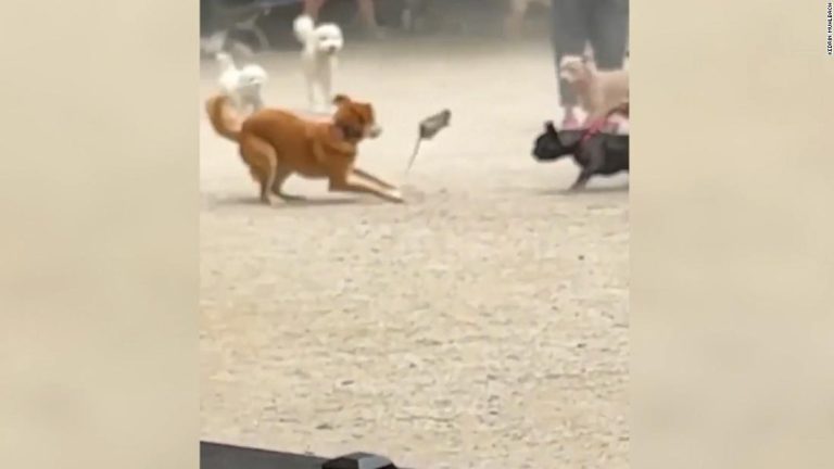 Rat sends dog park into a frenzy, but someone else stole the show