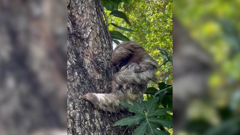 Baby sloth reunited with mom after rescue team found it crying