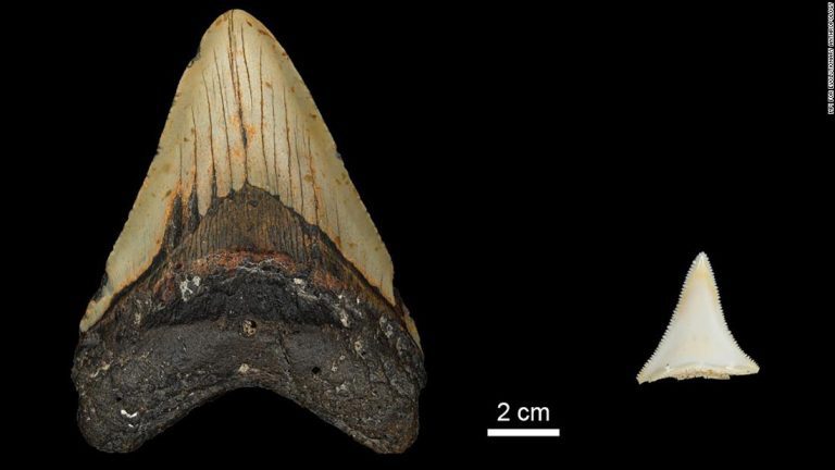 Great white sharks may have doomed megalodon