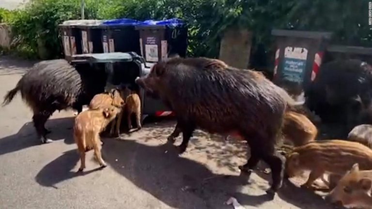 'Kill them': Local wants to stop wild boar rampaging around Rome