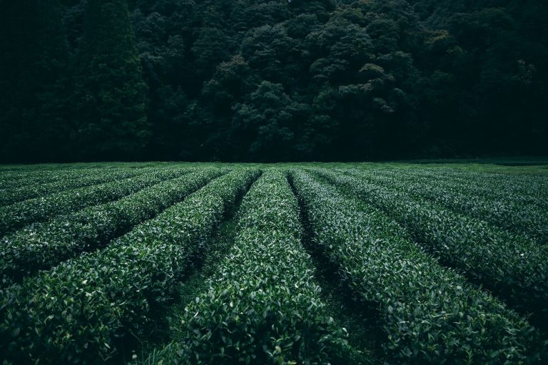 The benefits of introducing herbaceous crops among mandarin trees