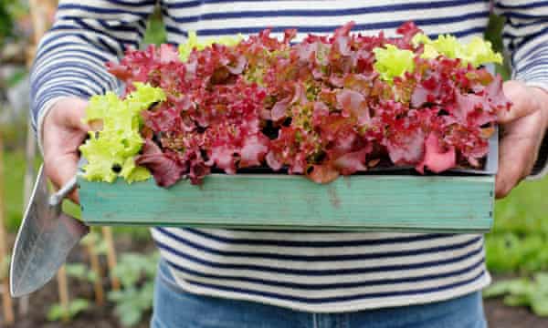 Homegrown lollo rossa lettuce