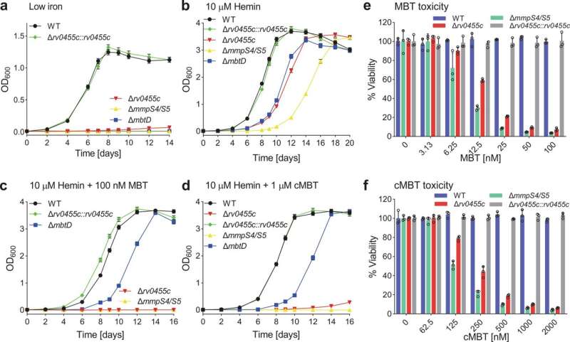 A gene in tuberculosis bacteria is found essential for siderophore secretion and virulence