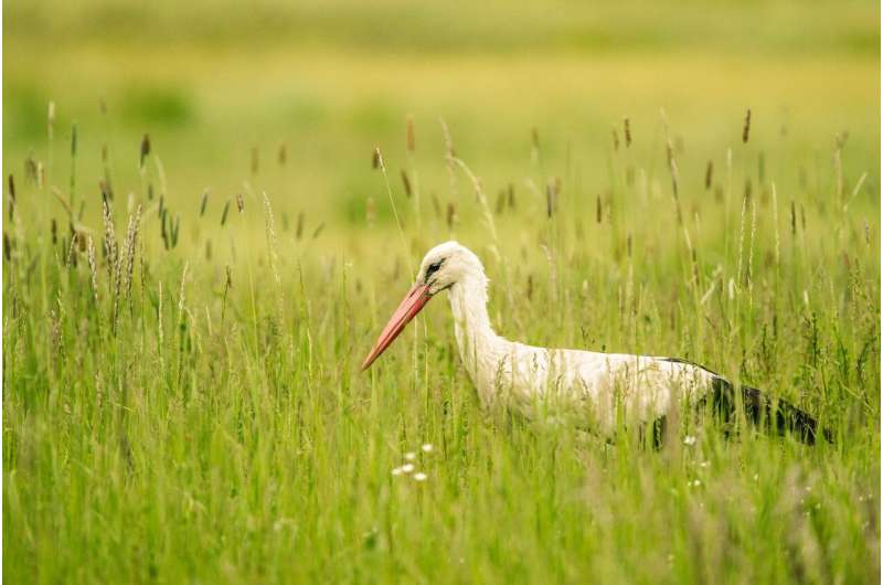 stork