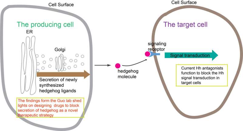 HKUST-led research reveals a novel molecular mechanism that regulates secretion of sonic hedgehog, shedding light on cancer trea