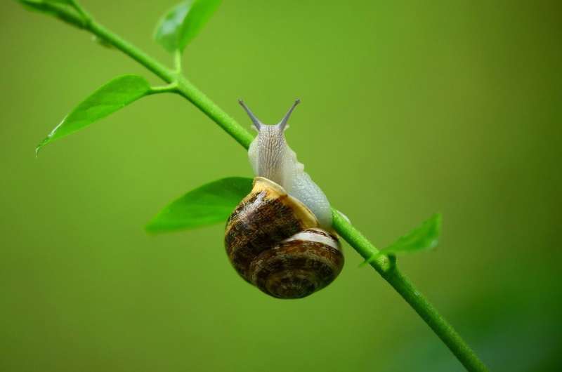 snail