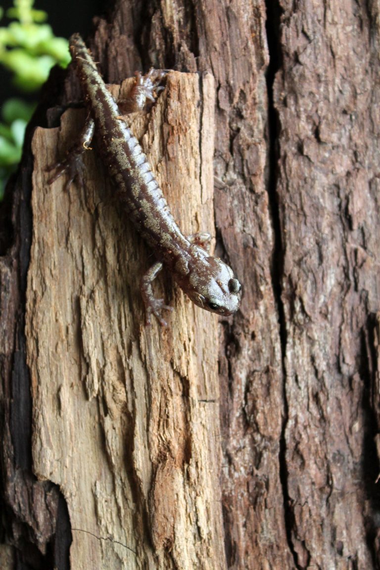 Skydiving Salamanders Parachute and Glide From the World’s Tallest Trees