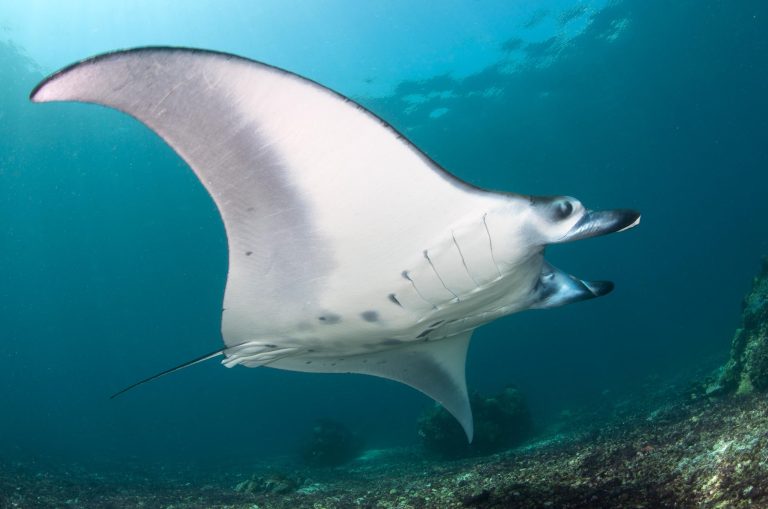 Komodo National Park Is Home to Some of the Largest Manta Ray Aggregations in the World