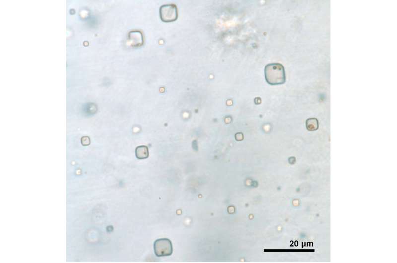 Ancient microorganisms found in halite may have implications for search for life