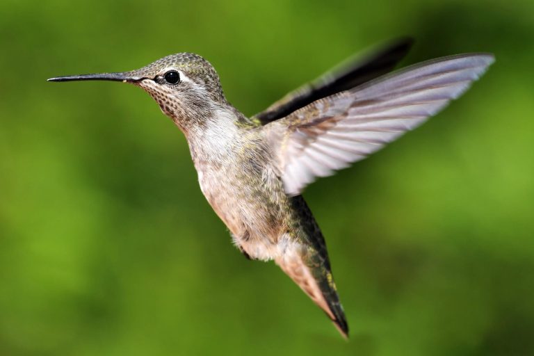 Hummingbirds May Struggle To Go Any Further Uphill To Evade Climate Change