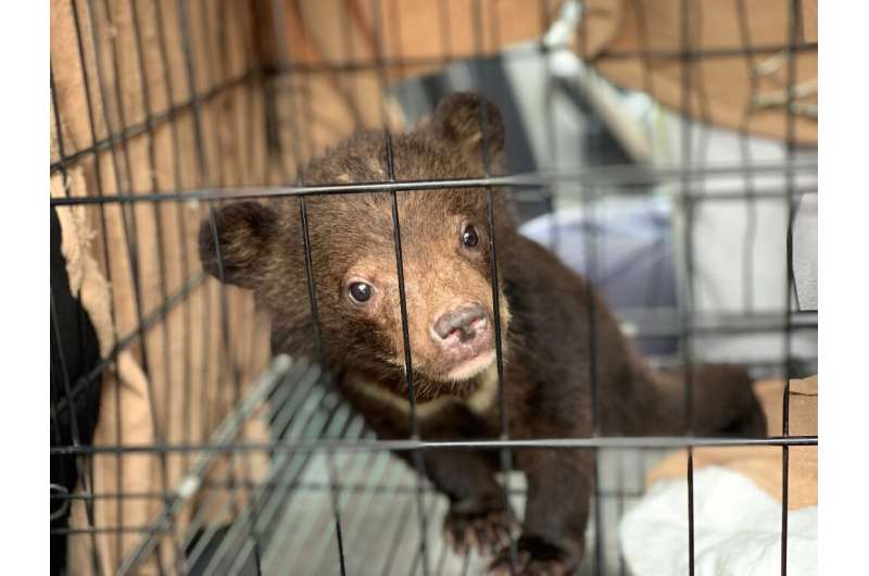 The rescued cubs have been taken to a sanctuary in Vietnam run by Four Paws