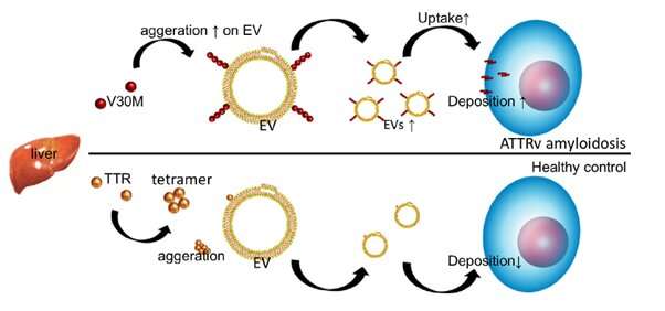 Biomolecular insights into protein-insolubility-related disease