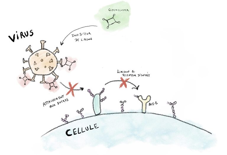 Blocking Spike Captors To Counter the COVID Virus, Independently of Mutations