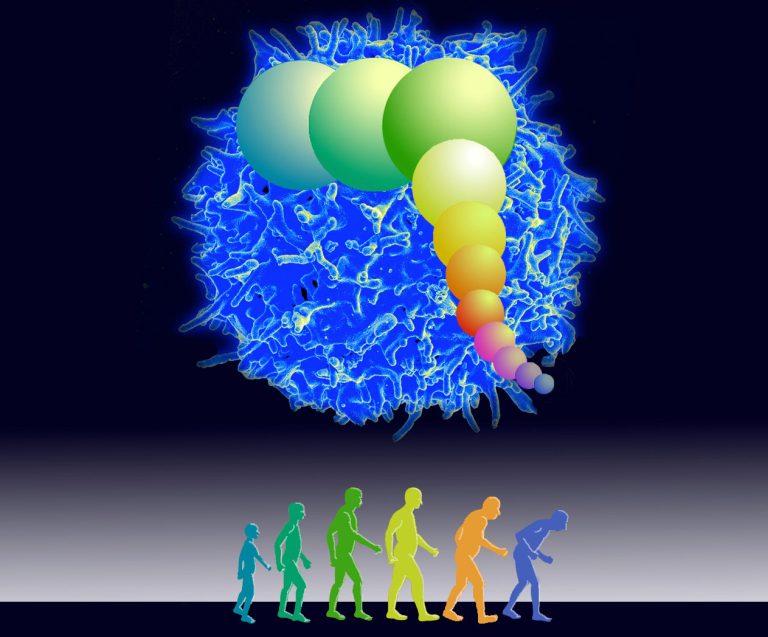 Genetic Limit on Cell Division Could Explain COVID-19 Deaths Among Elderly