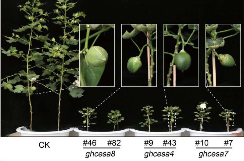 Characterization of thirty-six-mer cellulose synthase supercomplex in cotton fiber