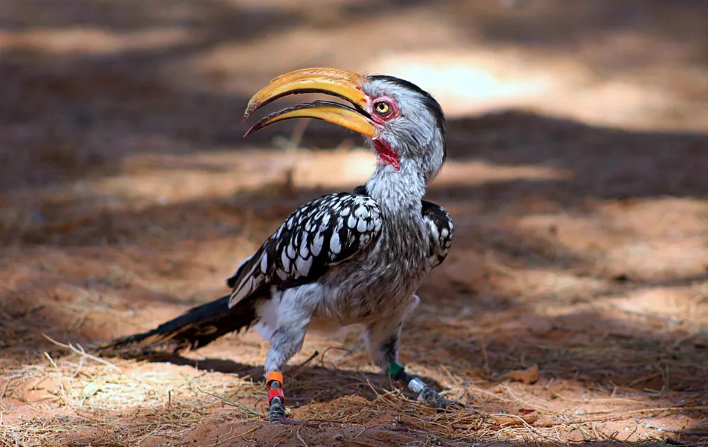 Southern Yellow-Billed Hornbill