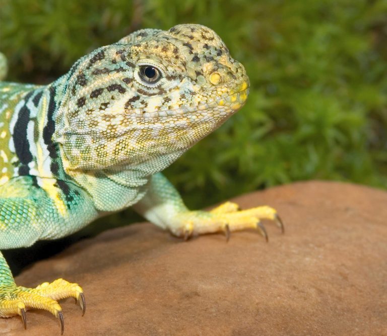 Overlooked “Jurassic Park of Lizards” Discovered by Researchers