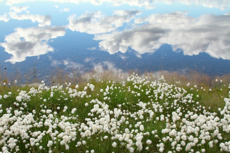 Study Shows Siberian Tundra Could Virtually Disappear by Mid-Millennium