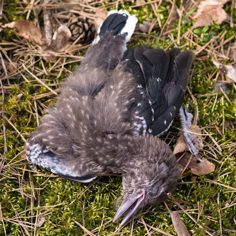 Watch Out for These “Super Spreader” Bird Species