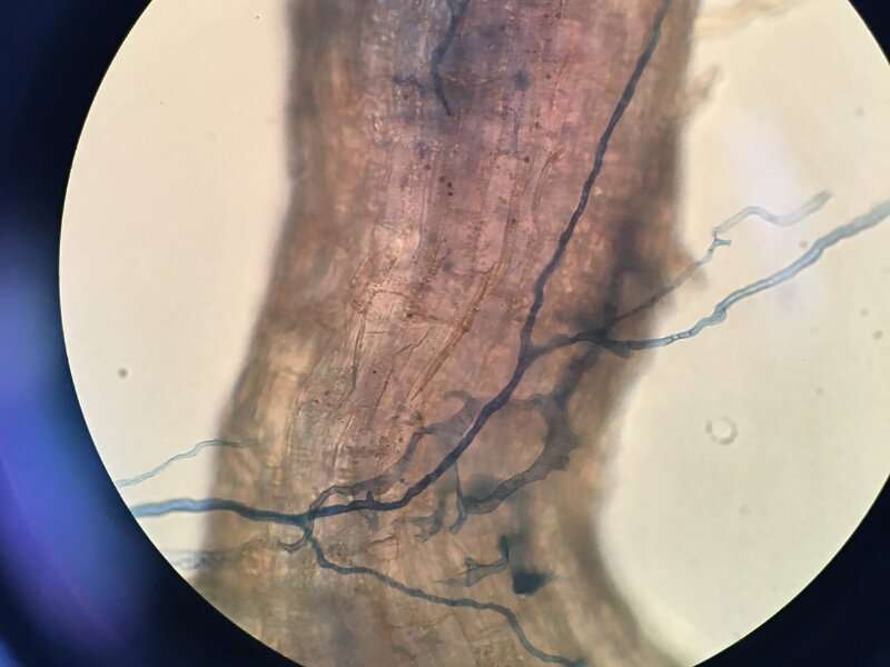 Digging into soil biology recovery after petroleum contamination